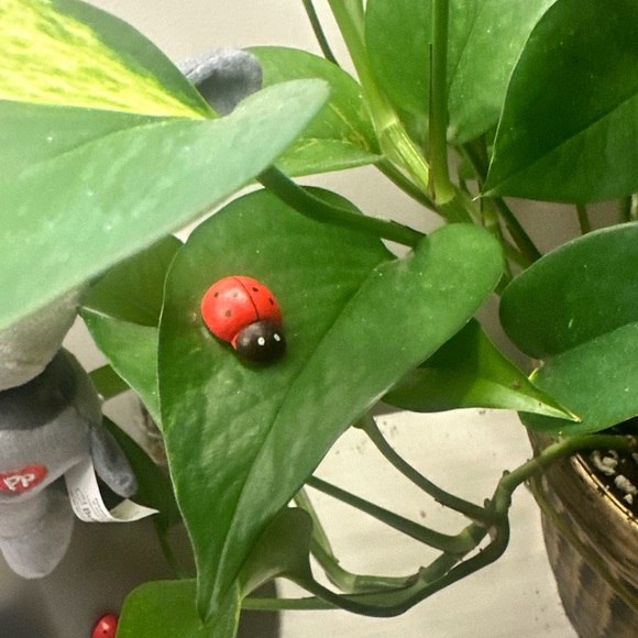 🍃10 pack PLANT MAGNETS!🍃 - Picture 14 of 16